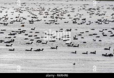 Herde schwimmen Ringelgänse (Branta bernicla) Stockfoto