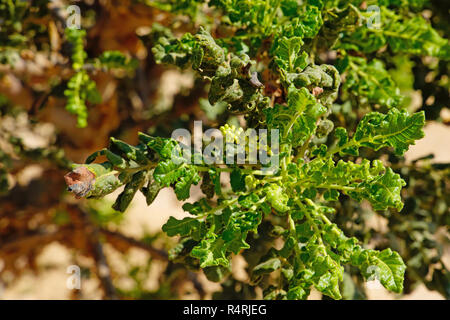 Weihrauchbaumplantage (Boswellia sacra) in Wadi Dawkah, Salalah, Region Dhofar, Oman. Stockfoto