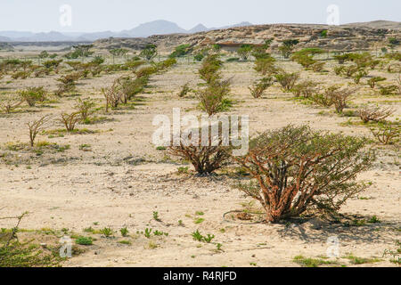 Weihrauchbaumplantage (Boswellia sacra) in Wadi Dawkah, Salalah, Region Dhofar, Oman. Stockfoto