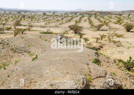 Weihrauchbaumplantage (Boswellia sacra) in Wadi Dawkah, Salalah, Region Dhofar, Oman. Stockfoto