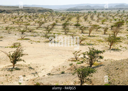 Weihrauchbaumplantage (Boswellia sacra) in Wadi Dawkah, Salalah, Region Dhofar, Oman. Stockfoto