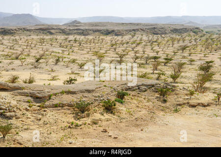 Weihrauchbaumplantage (Boswellia sacra) in Wadi Dawkah, Salalah, Region Dhofar, Oman. Stockfoto