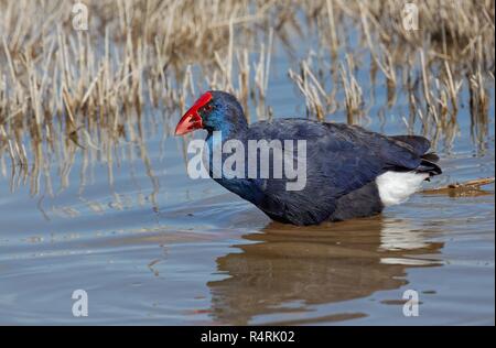 Purpurhuhn Stockfoto