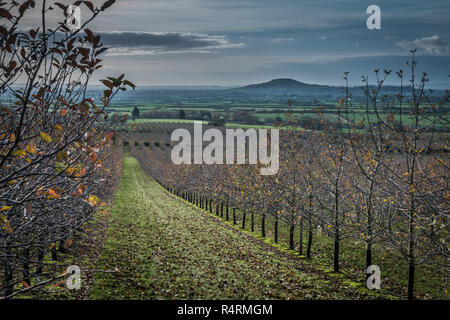 Apfelwein Apple Orchard, Spätherbst, Somerset Oktober 2018 Stockfoto