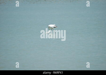 Flamingos in Spanien Stockfoto