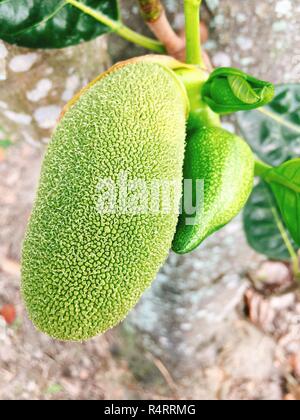 Grün-Jackfruit Baum in Asien Stockfoto