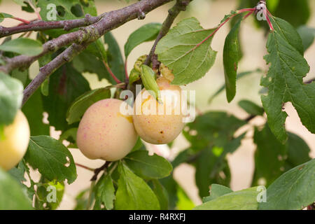 Prunus domestica. Pflaume 'Lawson's Goldenen Frucht am Baum. Stockfoto