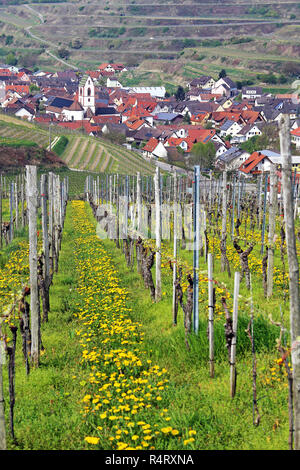 Oberbergen im kaiserstuhl Blick vom Weinberg Stockfoto