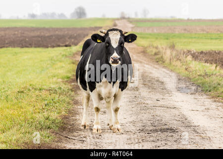 Kuh Schwarz und Weiß, stehend auf einem Feldweg. Holstein Frisian Rinder. Ende Herbst. Dairy Farm. Podlasien, Polen. Stockfoto