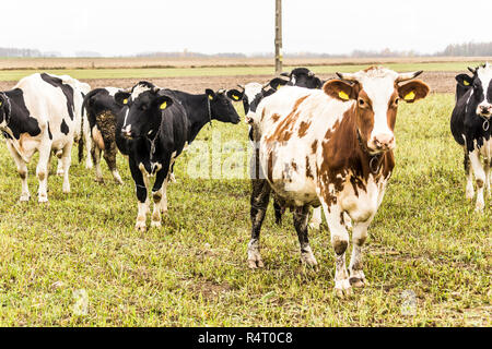 Kuh sind rote und weiße Farbe, Beweidung in einer Wiese mit grünem Gras. Holstein friesische Rinder. In den späten Herbst. Dairy Farm. Podlasien, Polen. Stockfoto