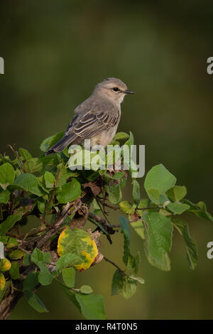 Grau-backed shrike auf Zweig eyeing Kamera gehockt Stockfoto