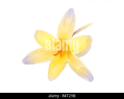 Gelb und Violett Crocus Blume auf weißem Hintergrund Stockfoto