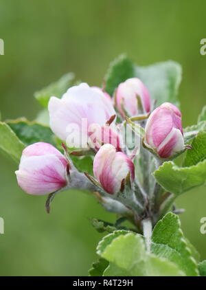 Apfelbaum, Blüten mit rosa Blumen im Frühling Stockfoto