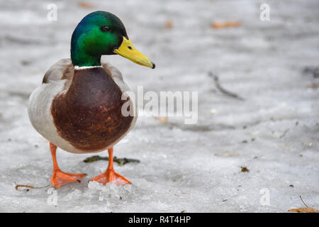 Ente Drake helle Spaziergänge auf die Schneeschmelze im Frühjahr farbigen Makro Ort für das Schreiben von isolierten, Fluss, Eis Stockfoto