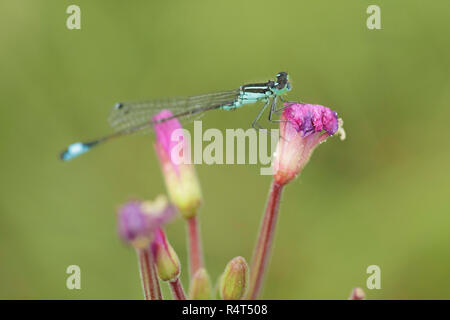 Blue tailed Damselfly (Ischnura elegans) männlich, ruht auf Blütenkopf, West Yorkshire, England, August Stockfoto