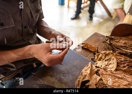 Demonstration der Herstellung von handgefertigten Zigarren. Schließen bis auf den Menschen die Hände getrocknet und ausgehärtet kubanischen Tabak Blätter in einem Bauernhof im Tal von Vinales, Kuba. Stockfoto