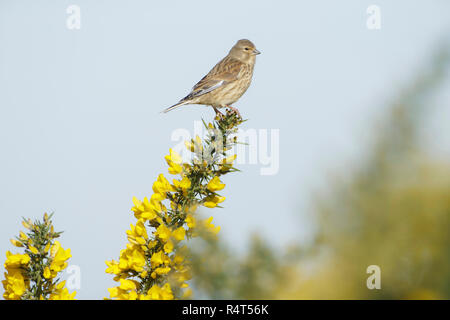 Hänfling (Carduelis cannabina) erwachsenen Weibchen, an blühenden Ginster, West Yorkshire, England, März gehockt Stockfoto