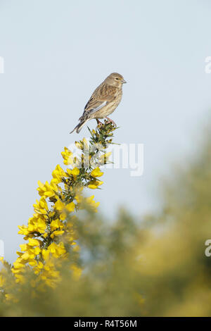 Hänfling (Carduelis cannabina) erwachsenen Weibchen, an blühenden Ginster, West Yorkshire, England, März gehockt Stockfoto