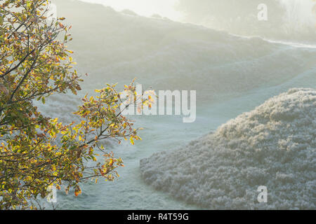 Frosted Blätter der Stieleiche (Quercus robur) und Frosted Heather im Morgennebel, Pompocali, Leeds, West Yorkshire, England, November Stockfoto