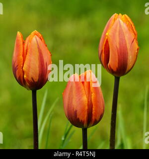 Drei helle orange Tulpen in einem grünen Garten farbige Stockfoto