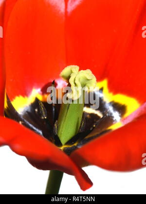 Nahaufnahme auf das Innere eines schwarzen und roten Tulpe Stockfoto