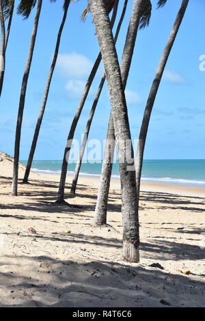 Kokospalmen am Meer am Strand in Zumbi Brasilien Stockfoto