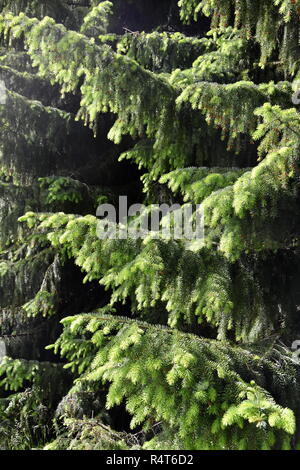 Zweige eines Spruce Tree Picea abies mit neuen Laub wächst Stockfoto