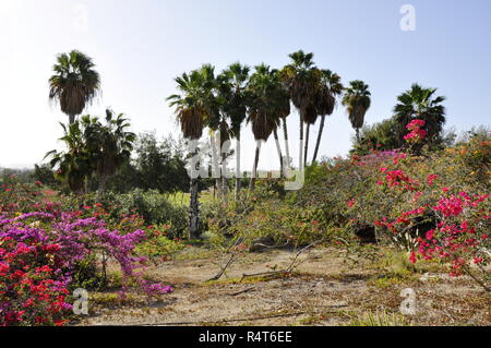 Palmen und Bougainvillea Blüten wachsen in einem Park auf Teneriffa Stockfoto