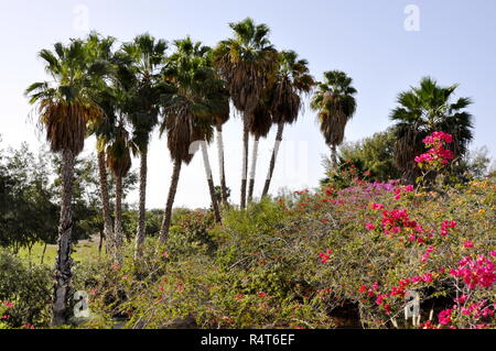 Palmen und Bougainvillea Blüten wachsen in einem Park auf Teneriffa Stockfoto