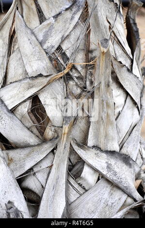 Palm Trunk mit Muster der alten grauen Blätter Stockfoto