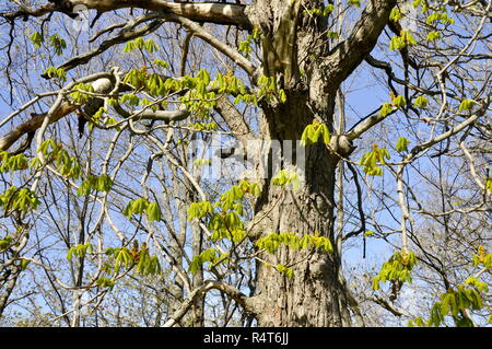 Neue Blätter Federn auf einer Rosskastanie Baum Stockfoto