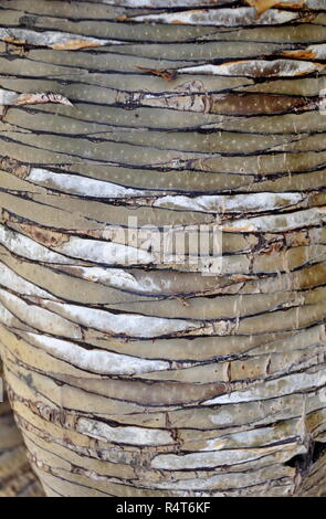 Textur auf den Stamm einer Palme Stockfoto