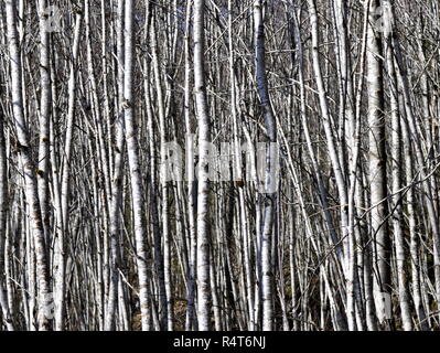 Stämme der grauen Erlen nahe zusammen wachsen in einem Wald Stockfoto