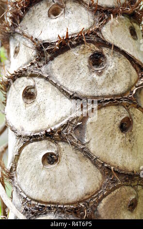 Der Schaft eines Schweizer Käse Werk Monstera deliciosa Stockfoto