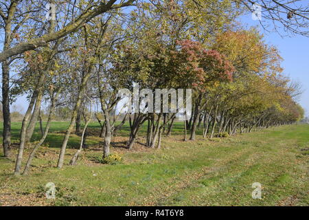 Der Wald entlang der Straße im Herbst. Gelbfärbung der Blätter an den Ästen Stockfoto