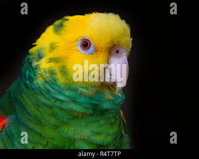 Yellow-headed Amazon Parrot Amazona oratrix CAPTIVE Stockfoto