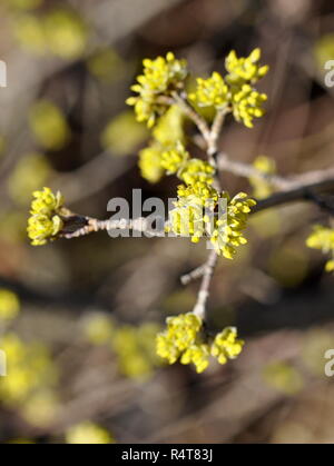 Carneol kirsche Blüte im Frühjahr Stockfoto