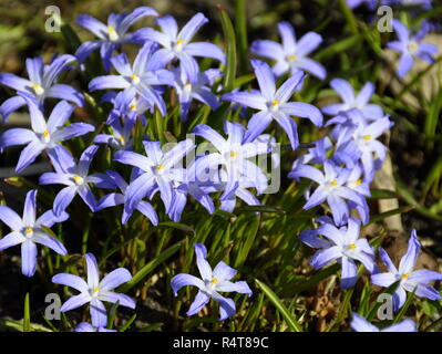 Blau Forbes "Herrlichkeit - von - die - Schnee Stockfoto