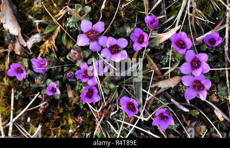 Purple mountain Steinbrech Blüte im Frühjahr Stockfoto