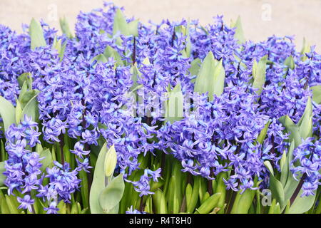 Große Gruppe der blaue Hyazinthen blühen in einem Park Stockfoto