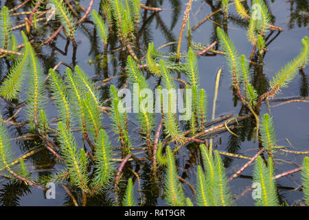 Tannenwedel, Tannen-Wedel, Gewöhnlicher Tannenwedel, Hippuris Vulgaris, gemeinsame Mare Tail, Stutenmilch Schweif, la Pesse Vulgaire Stockfoto