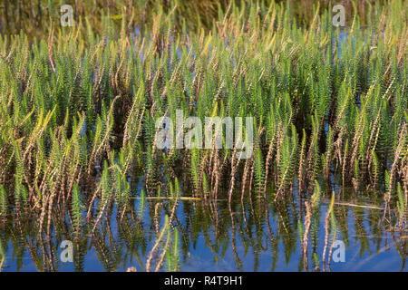 Tannenwedel, Tannen-Wedel, Gewöhnlicher Tannenwedel, Hippuris Vulgaris, gemeinsame Mare Tail, Stutenmilch Schweif, la Pesse Vulgaire Stockfoto