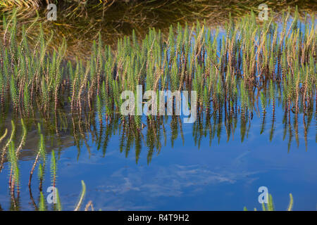 Tannenwedel, Tannen-Wedel, Gewöhnlicher Tannenwedel, Hippuris Vulgaris, gemeinsame Mare Tail, Stutenmilch Schweif, la Pesse Vulgaire Stockfoto