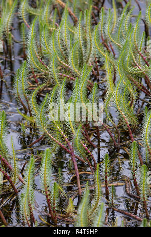 Tannenwedel, Tannen-Wedel, Gewöhnlicher Tannenwedel, Hippuris Vulgaris, gemeinsame Mare Tail, Stutenmilch Schweif, la Pesse Vulgaire Stockfoto