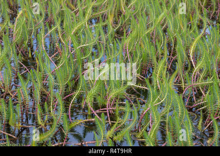 Tannenwedel, Tannen-Wedel, Gewöhnlicher Tannenwedel, Hippuris Vulgaris, gemeinsame Mare Tail, Stutenmilch Schweif, la Pesse Vulgaire Stockfoto