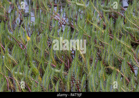Tannenwedel, Tannen-Wedel, Gewöhnlicher Tannenwedel, Hippuris Vulgaris, gemeinsame Mare Tail, Stutenmilch Schweif, la Pesse Vulgaire Stockfoto