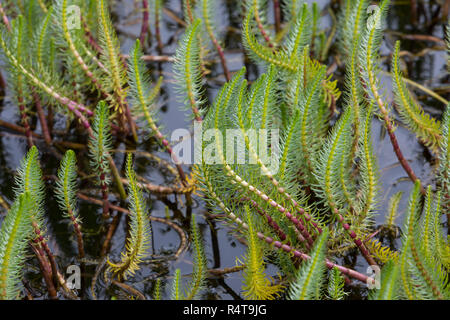 Tannenwedel, Tannen-Wedel, Gewöhnlicher Tannenwedel, Hippuris Vulgaris, gemeinsame Mare Tail, Stutenmilch Schweif, la Pesse Vulgaire Stockfoto