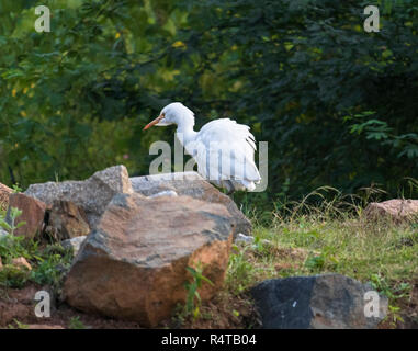 Ein Kleiner Reiher ist auf der Suche nach Nahrung in einem sonnigen Morgen gesehen. Stockfoto