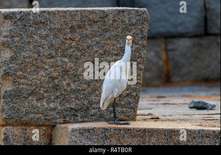 Ein kleiner Reiher gesehen wird. Stockfoto