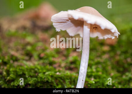 Ein kleiner weißer Pilz (inocybe geophylla) ist die Bereitstellung von Unterkünften für eine Spinne im Herbst im Wald. Stockfoto